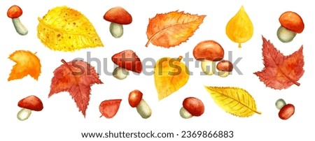 Set of different autumn leaves and mushrooms on white background. Leaves from different trees, yellow, orange, red brown. Mushrooms with red brown cap and white leg. Watercolor. Realistic drawing.