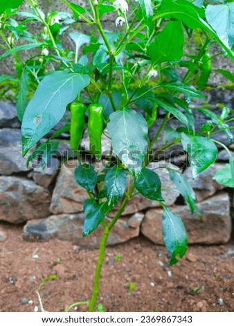 Green chilli pepper or chilli pepper or  Capsicum ready to harvest.  Fresh green chilli in garden. Known as Pacha mulak in Kerala. Chile or Chile pepper plants belonging to family of Solanaceae.
