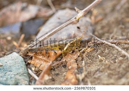 Gray grasshopper sitting in the grass