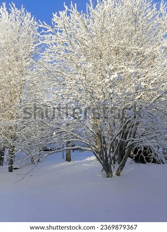 beautiful snow pictures, white snow, winter forest, wonderland, scene, frozen, sky, weather, ice, outdoor, nature, white, frost, cold, road, landscape, winter, snow