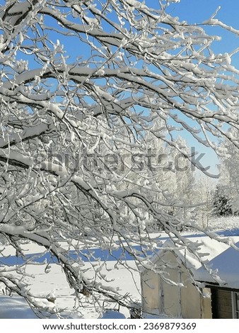 beautiful snow pictures, white snow, winter forest, wonderland, scene, frozen, sky, weather, ice, outdoor, nature, white, frost, cold, road, landscape, winter, snow