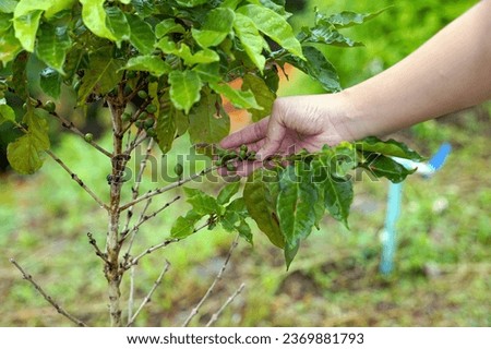Coffee trees are grown in high altitude areas where the climate is cool and there is sufficient air humidity. Two species are commonly grown: Coffea Arabica and Coffea canephora.                       Royalty-Free Stock Photo #2369881793