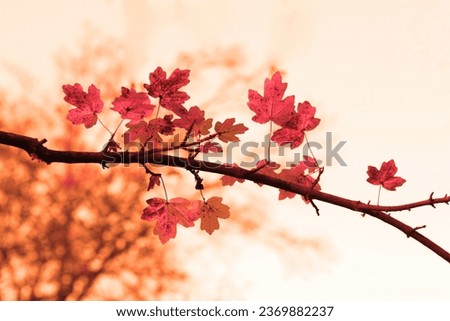 Red leaves, autumn scene, natural background for text