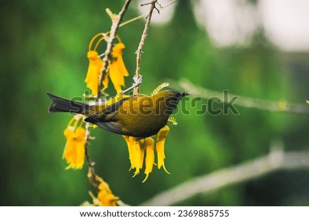 Bell birds in a kowhai tree in rural NZ Royalty-Free Stock Photo #2369885755