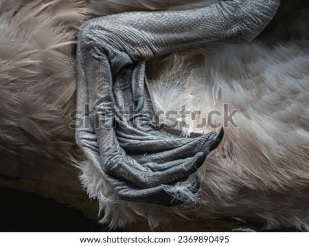closeup of feet of young mute swan Royalty-Free Stock Photo #2369890495