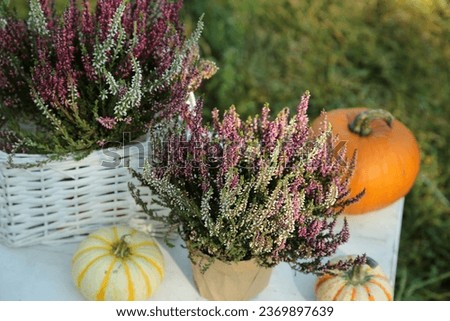 Beautiful heather flowers and pumpkins on white table outdoors