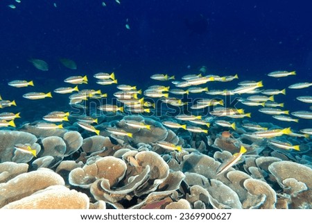 colorful reef underwater landscape with fishes and corals