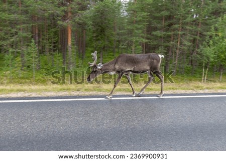 Dark reindeer in profile walking on the road between forests
