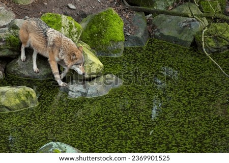 grey wolf coming to a pond