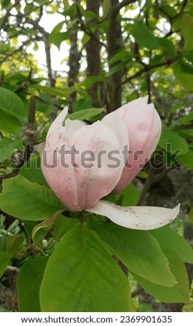 A close up of pink magnolia flowers