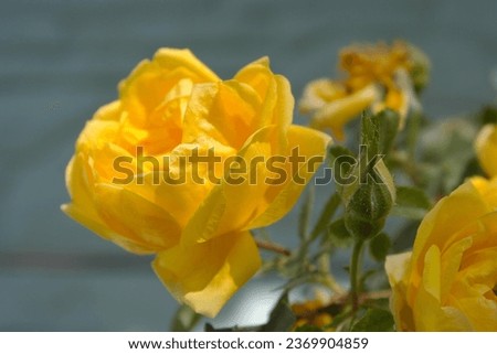 Flower of Yellow Rose in the summer garden. Yellow Roses with shallow depth of field. Beautiful Rose in the sunshine. Yellow garden rose on a bush in a summer garden.
