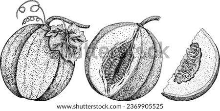 Hand drawn illustration of melon in engraving style. Botanical food, vector illustration. 