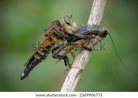 Robber fly with prey on the branch
