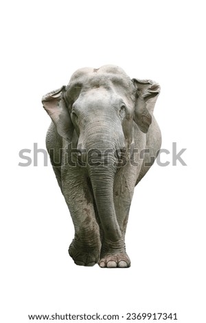 Asian wild elephant isolated on white background
