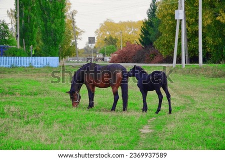 A beautiful horse with a foal in the field. A herd of horses, mares grazing in a green meadow. Beautiful mane. They eat grass. Close-up.Postcard. The concept of animal breeding.