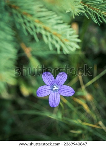 Purple venus' looking-glass flower blooming in grass pine tree branch background