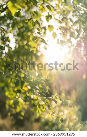 Sunny backlight nature in Scottish forest in October