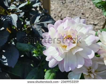 Dahlia flowers in different colors, up close perspective, detailed photos