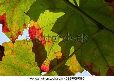 Closeup of multi-colored backlit grape leaves in green, red and orange. Autumn natural background. Beautiful autumn leaves with visible veins on a vine.