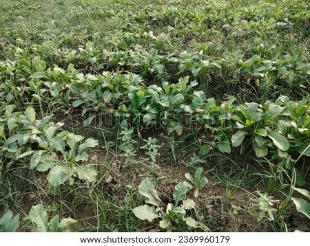  fresh white Radish field in India.