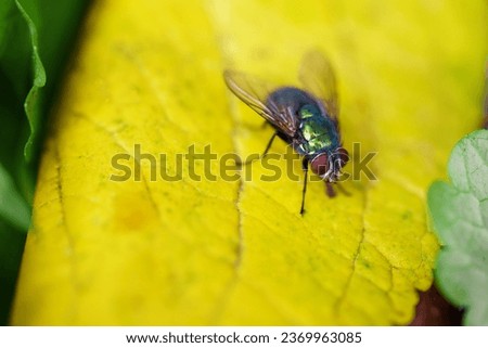 Blowfly, carrion fly, black fly sitting on a green leaf close up. Natural background. Royalty-Free Stock Photo #2369963085