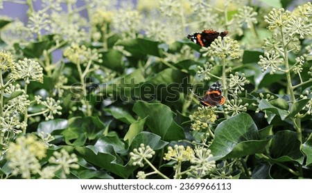 ivy insect pasture with bees and butterflies Royalty-Free Stock Photo #2369966113