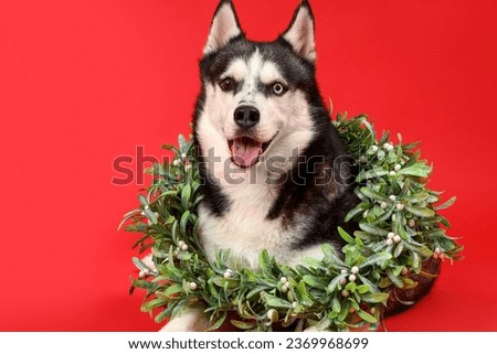 Cute Husky dog with Christmas wreath on red background