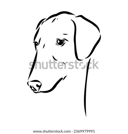 Azawakh,Azawakh dog vector sketch illustration