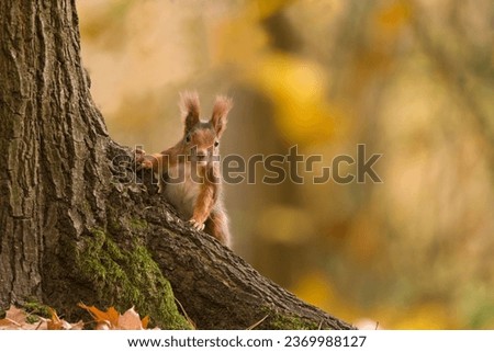  Beautiful autumn scene with a cute european red squirrel. Sciurus vulgaris. A squirrel posing in autumn forest.                               Royalty-Free Stock Photo #2369988127