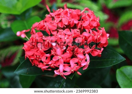 Blooming red ashoka flower with green leaves background