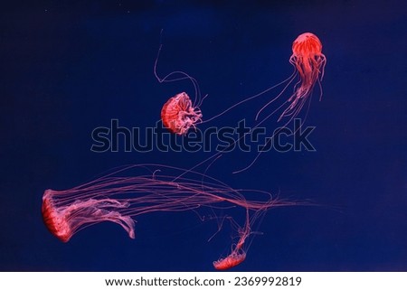 underwater photography of beautiful jellyfish japanese sea nettle chrysaora pacifica close up Royalty-Free Stock Photo #2369992819
