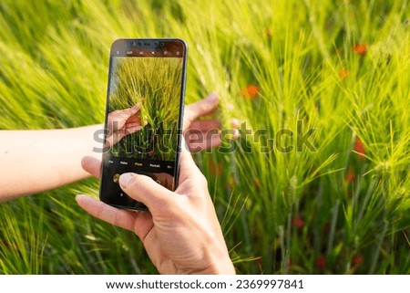 Holding a smartphone in his hands, a farmer takes pictures of a wheat field. Selective focus, noise. Summer sunny natural landscape, checking the harvest for ripeness. High quality photo