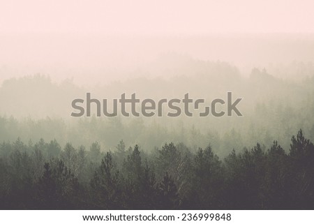 panoramic view of misty forest. far horizon. - retro, vintage style look Royalty-Free Stock Photo #236999848