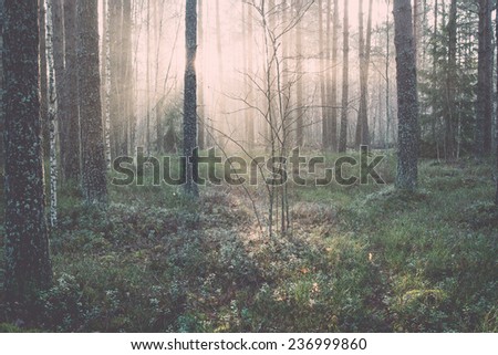 beautiful light beams in forest through trees in misty morning - retro, vintage style look