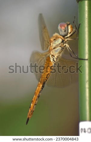 A close up picture of a dragonfly