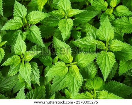 Stinging nettle is a genus of plants from the Stingaceae family. It grows in the temperate zone all over the world. Royalty-Free Stock Photo #2370005275