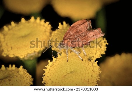 Macro image of a very small Choreutis nemorana, the fig-tree skeletonizer moth or fig leaf roller, is a species of moth of the family Choreutidae.