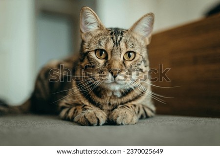 Portrait of domestic cat lying on sofa
