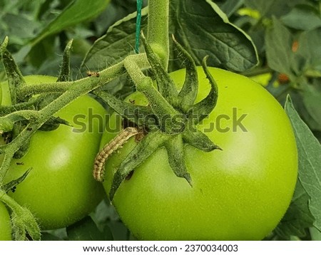 Small Helicoverpa armigera (Lepidoptera: Noctuidae) caterpillar on a green tomato. It is also called the cotton bollworm, corn earworm, or bollworm. Royalty-Free Stock Photo #2370034003