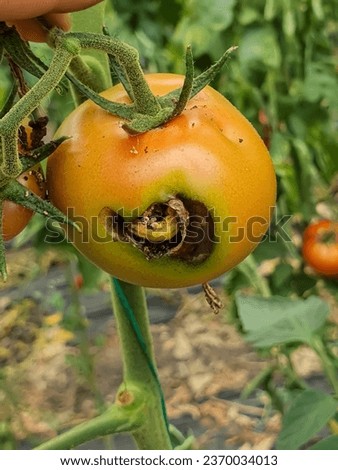 Small Helicoverpa armigera (Lepidoptera: Noctuidae) caterpillar on a tomato. It is also called the cotton bollworm, corn earworm, or bollworm. Royalty-Free Stock Photo #2370034013