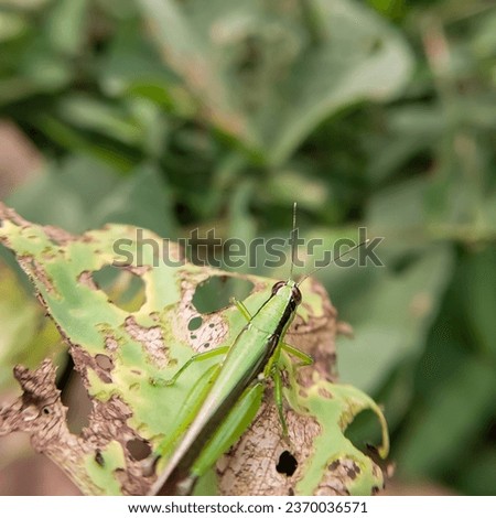 green grasshoppers that land on leaves in the garden
