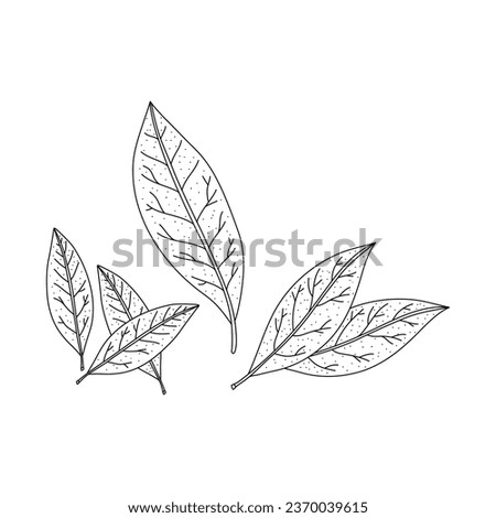 hand drawn bay leaves vector illustration isolated on white. Doodle of dry bay leaf set