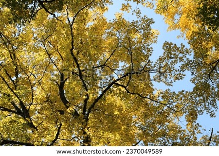 Yellow fall tree, picture taken looking up
