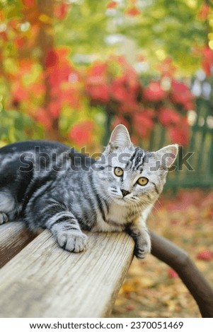 Grey stripped cute young cat sitting on the bench outdoor, fall or autumn colorful background