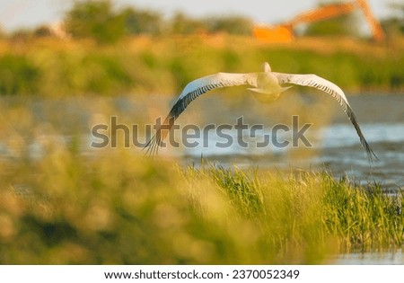 Danube delta wild life birds a majestic pelican soaring above a serene body of water, symbolizing the impact of climate change on wildlife biodiversity Conservation Royalty-Free Stock Photo #2370052349