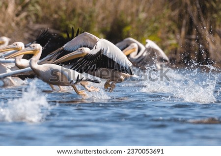 Danube delta wild life birds a group of pelicans joyfully splashing in the water, showcasing the beauty of wildlife in their natural habitat biodiversity Conservation