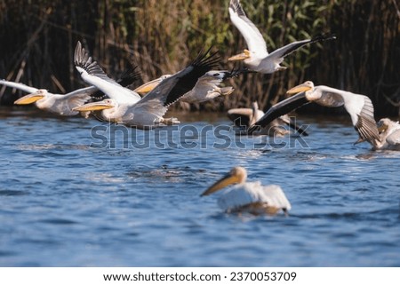 Danube delta wild life birds a group of pelicans soaring over a vast body of water, showcasing the beauty of these magnificent birds in flight biodiversity Conservation