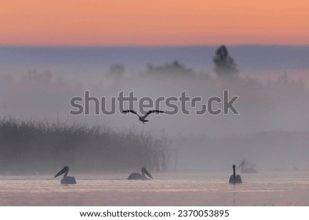 Danube delta wild life birds a flock of pelicans gracefully gliding over a serene body of water, symbolizing the impact of climate change on bird species biodiversity Conservation