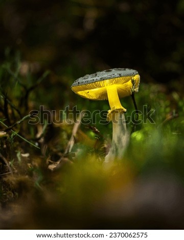 Glowing Mushroom in a bed of Moss
