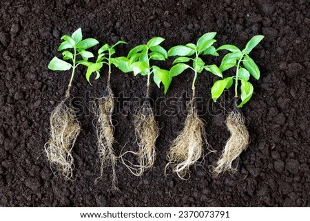 Close-up of young basil plant shoots showcasing their dense root systems, neatly arranged in a row on freshly tilled soil. Gardening and agriculture related concept. Royalty-Free Stock Photo #2370073791
